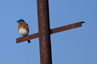 Bluebird_01