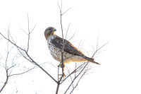 Red_Shouldered_Hawk_02