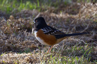 Spotted_Towhee_01