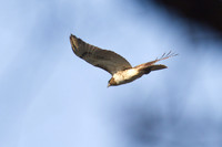 Red_Tailed_Hawk_01