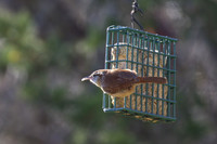 Carolina_Wren_01