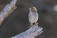 Chipping_Sparrow_01