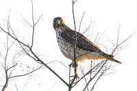Red_Shouldered_Hawk_01