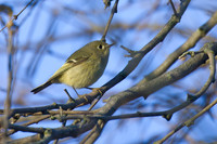 Kinglet_01