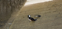 Hooded Merganser 05