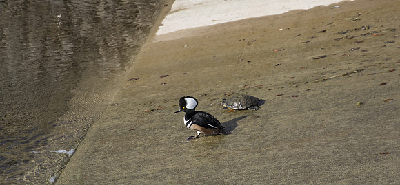 Hooded Merganser 05