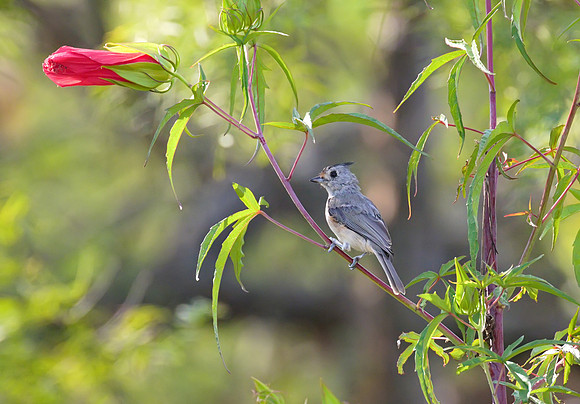 Black Crested Titmouse 03