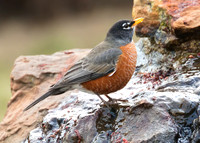 Robin 02