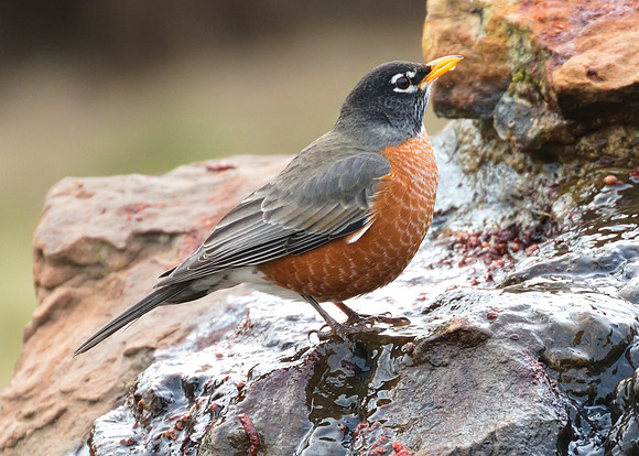 Robin 02
