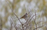 White Crowned Sparrow 01