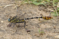 Flag Tailed Spinyleg 03