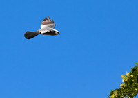 Mississippi_Kite_06