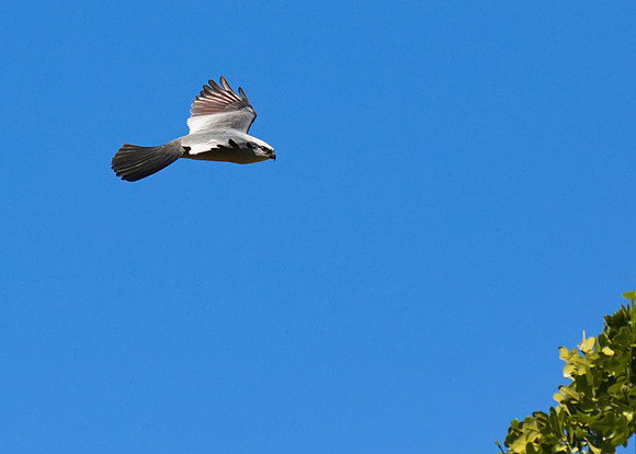 Mississippi_Kite_06