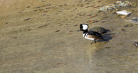 Hooded Merganser 03