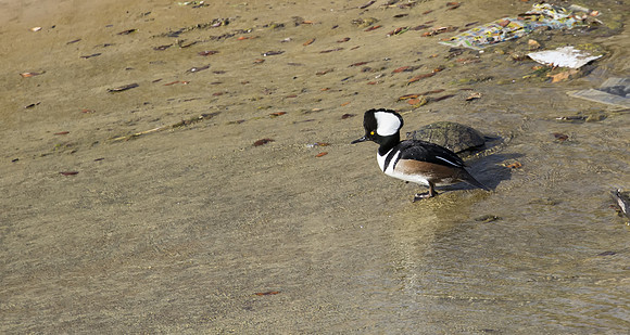 Hooded Merganser 03