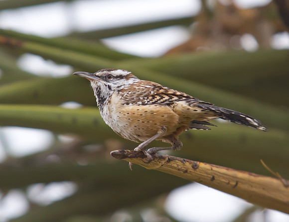 Cactus Wren 05