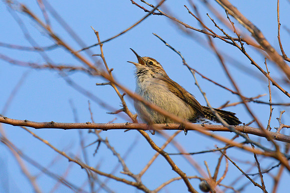 Bewicks Wren 01