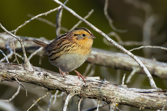 LeContes Sparrow 03