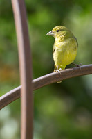 Painted_bunting_01