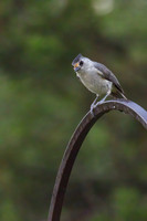 Titmouse_01