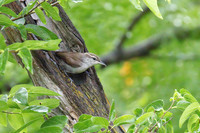 Bewicks_wren_02
