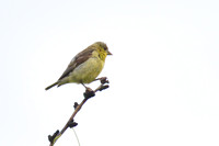 Goldfinch_01
