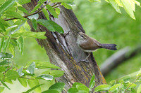Bewicks_wren_03
