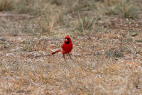 Cardinal 02