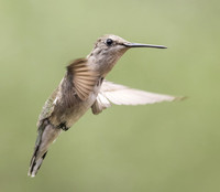 Black Chinned Hummingbird 03