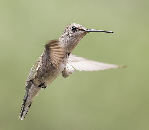 Black Chinned Hummingbird 03