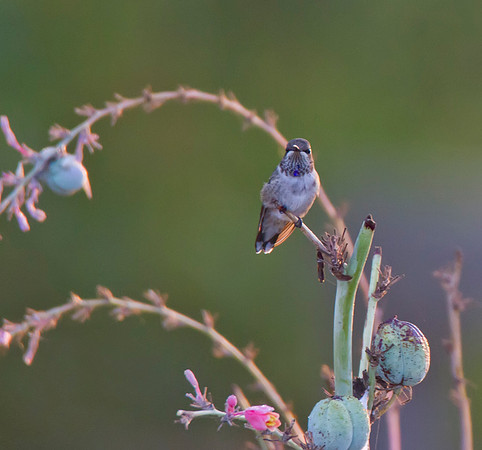 Black Chinned Hummingbird 02