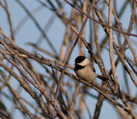 Chickadee 01
