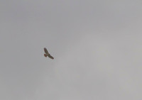 Red Tailed Hawk 01