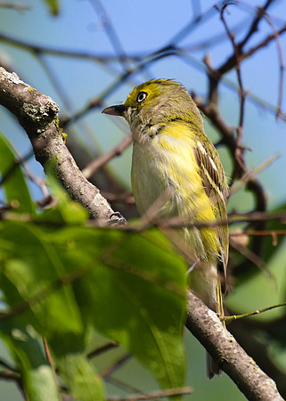 White_Eyed_Vireo_01