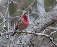 house finch