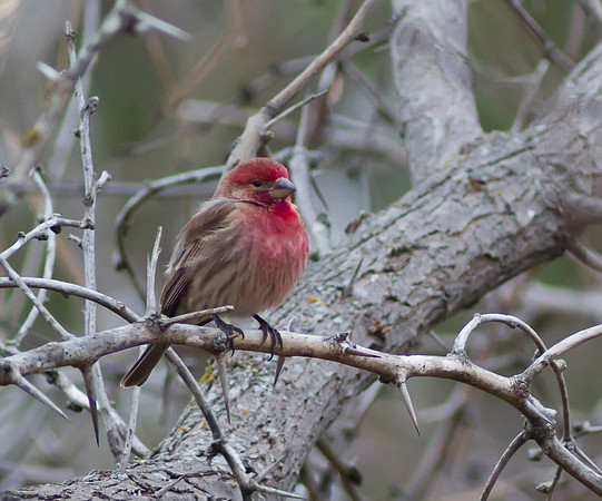 house finch