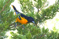 Baltimore_Oriole_02
