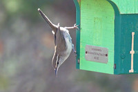Bewicks_Wren_01