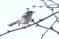 Blue_Grey_Gnatcatcher_01