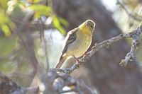 Lesser_Goldfinch_01
