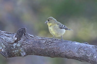 Lesser_Goldfinch_02