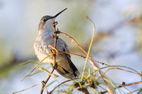 Hummingbird_01