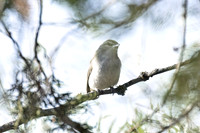 Red_Eyed_Vireo_01