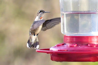 Ruby_Throated_Hummingbird_01