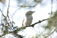 Red_Eyed_Vireo_02