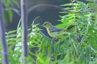 Orchard_Oriole_01