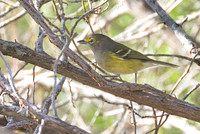 White_Eyed_Vireo_01