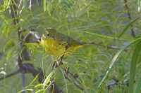 Yellow_Warbler_01