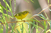Yellow_Warbler_02