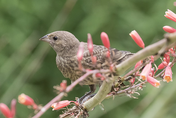 Brown Headed Cowbird 01